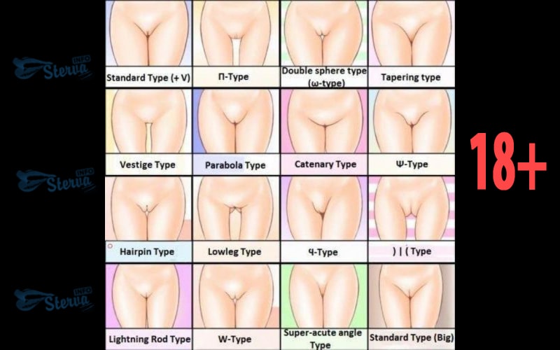 Голенькие вагины – такие разные и такие одинаковые