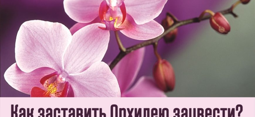 Как заставить Орхидею зацвести