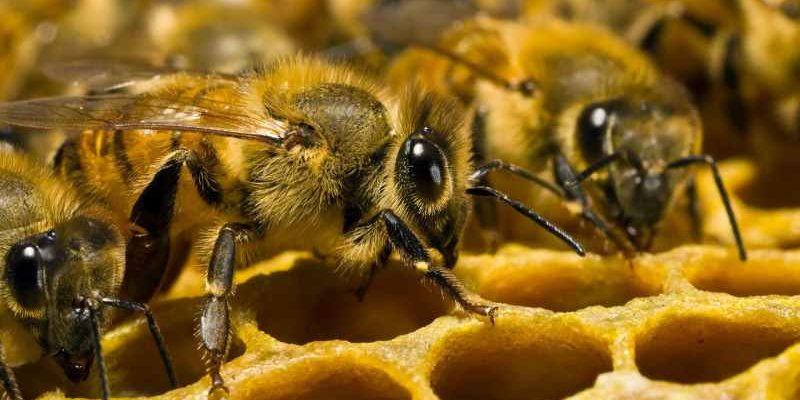 пчелы к чему снится по соннику миллера толкование снов