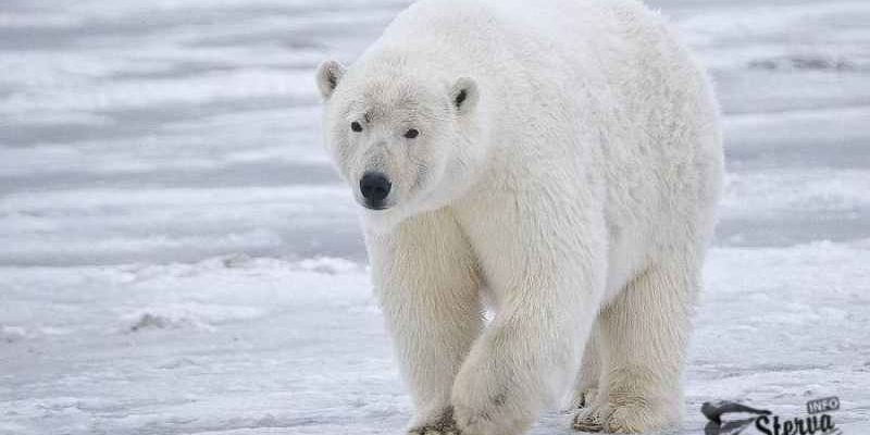 полярный медведь к чему сниться по соннику миллера толкование снов