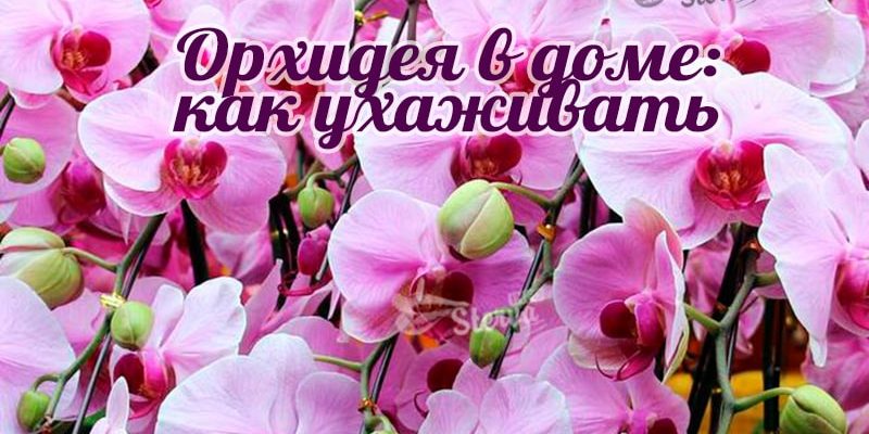 Орхидея в доме: как ухаживать и помочь вновь зацвести